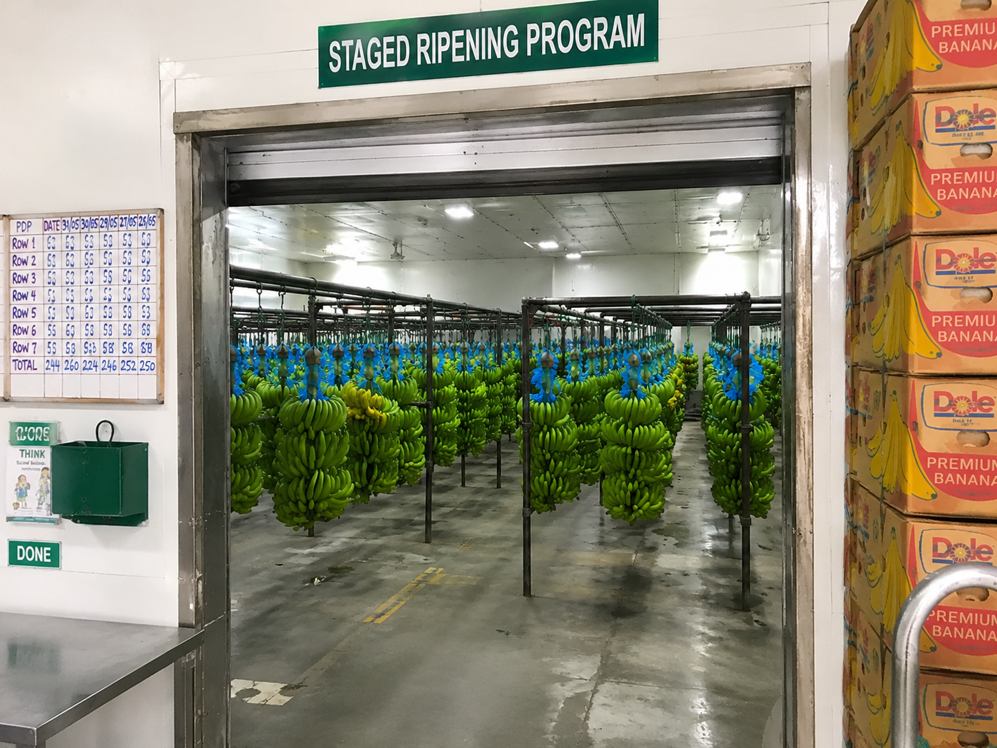 Staged Ripening Programs